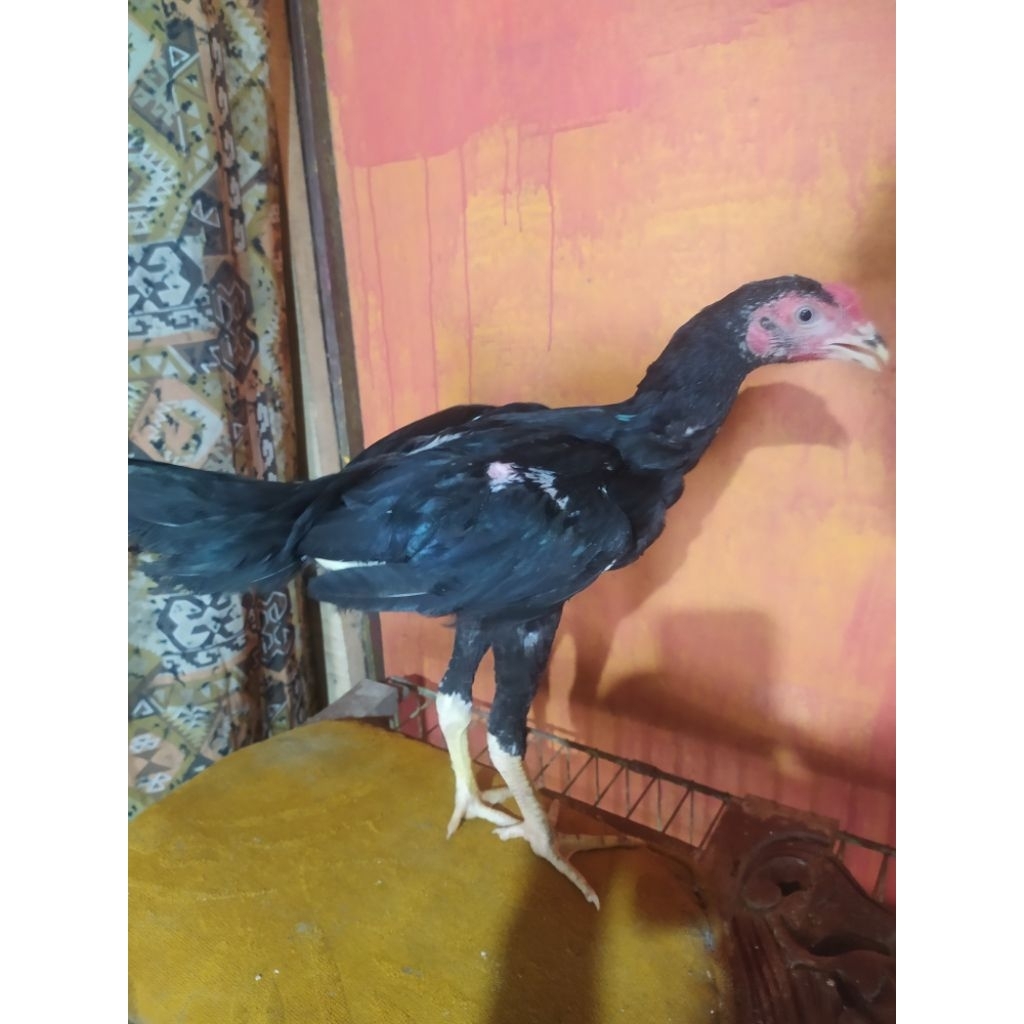 pakoy full brakot ori usia 3 bulan