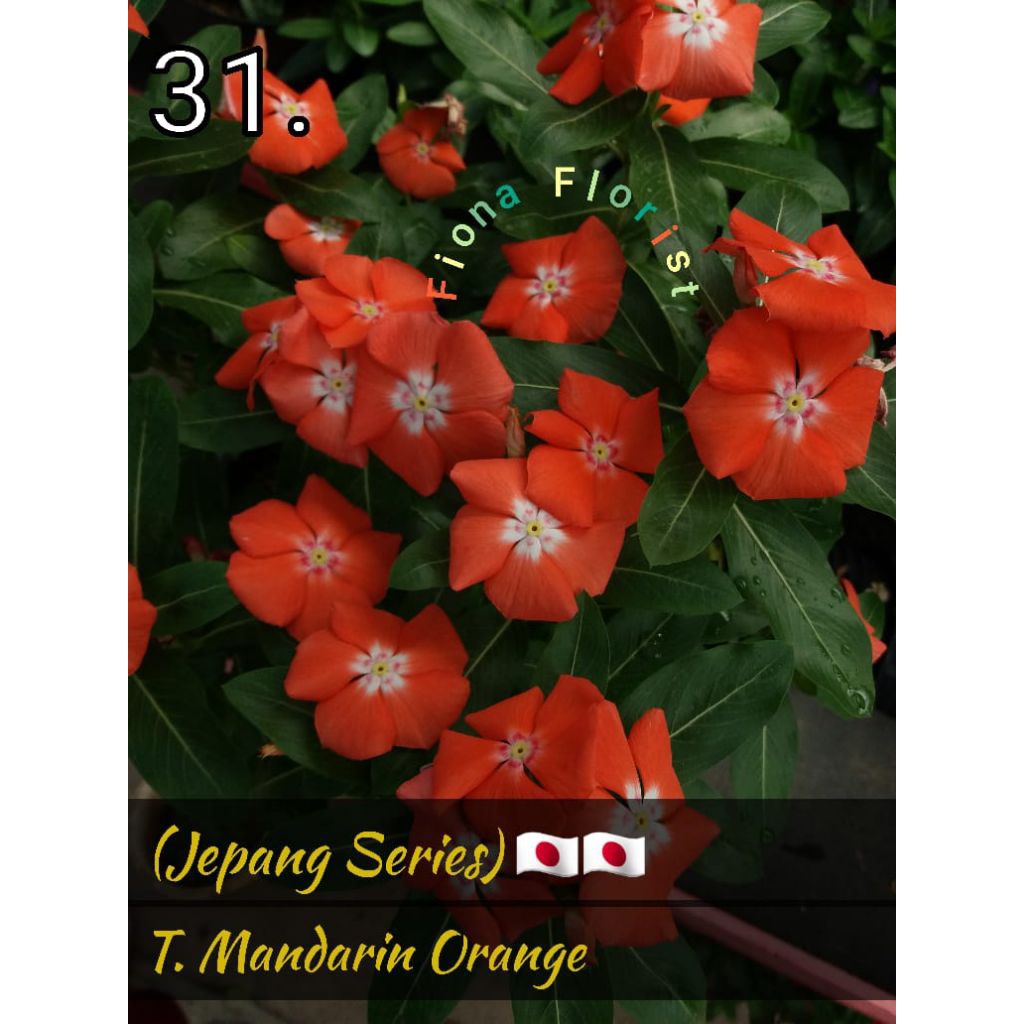 Biji bunga vinca mandarin orange