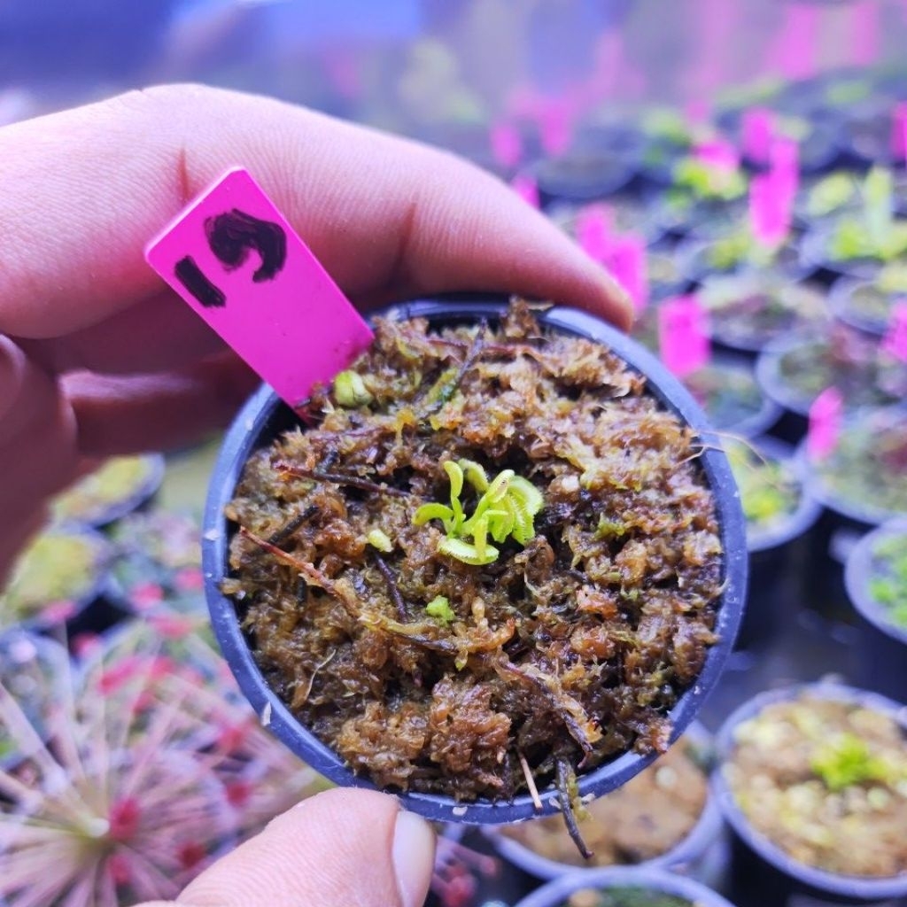 Dionaea Muscipula Kim Jong Il/Venus flytrap
