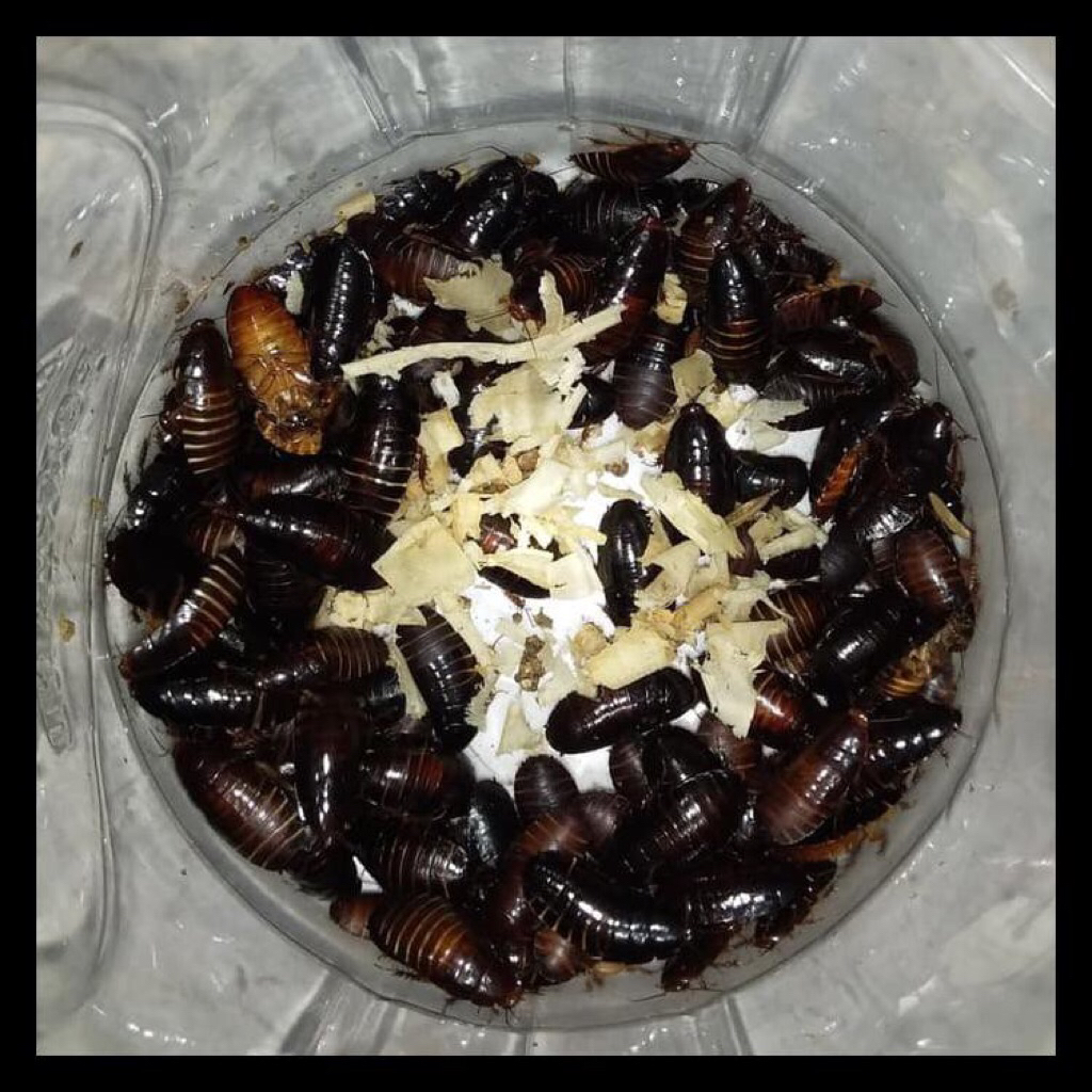 LIPAS TANAH/ KECOA BATU khusus INSTANT