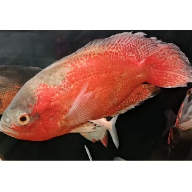 Oscar tembaga Merah JUMBO