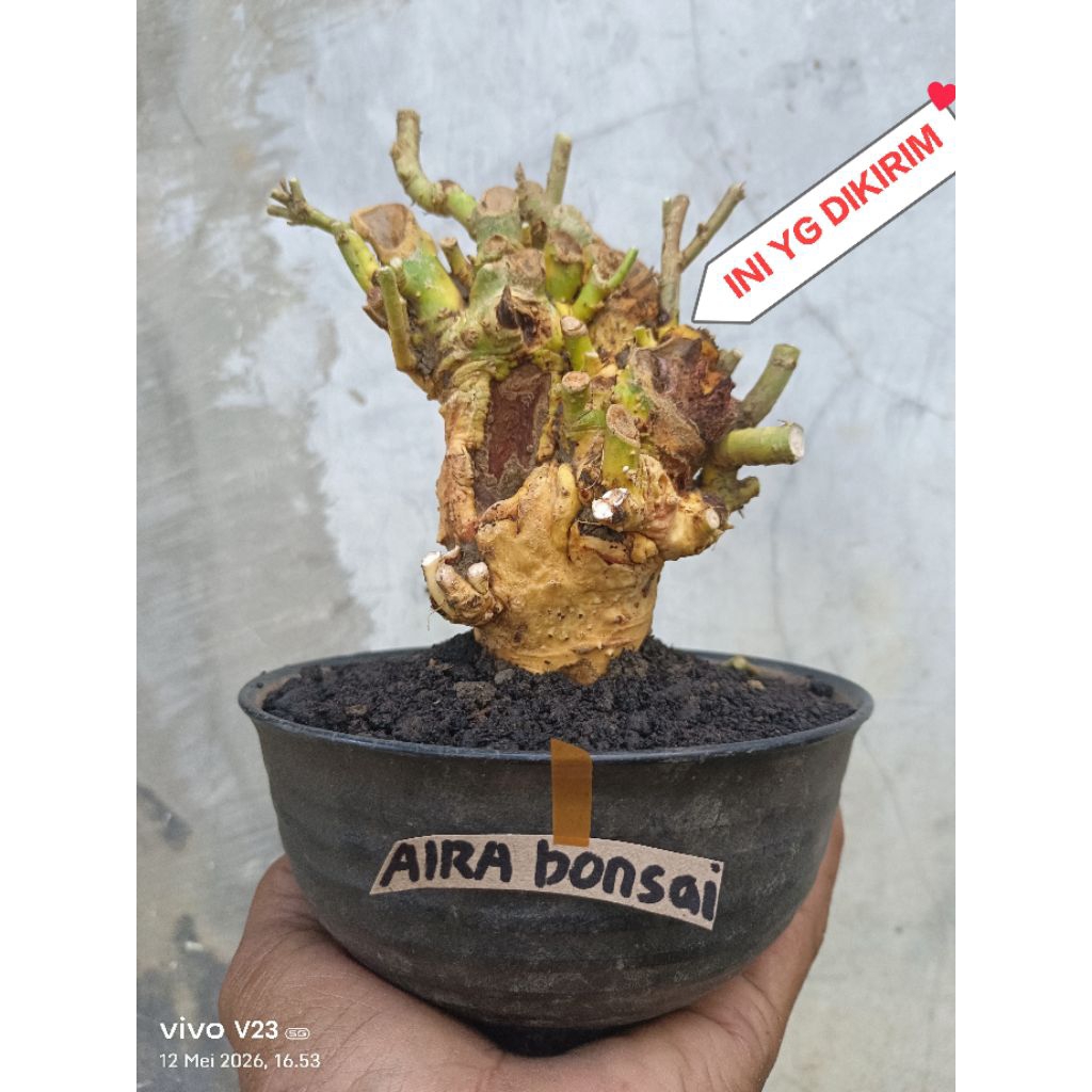 bahan bonsai serut dongkelan