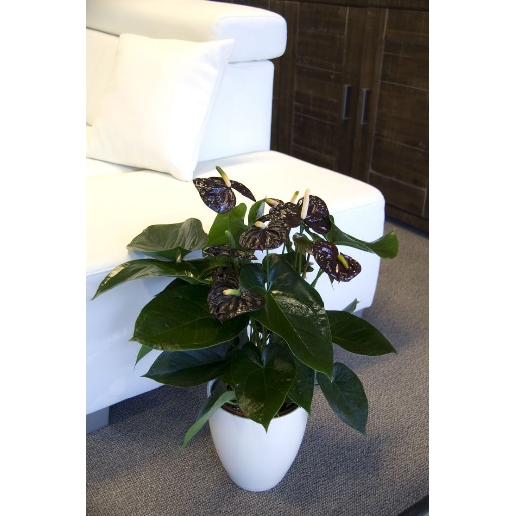 Tanaman Hias Anthurium Mickey Mouse Bunga Hidup Warna Hitam - Mudah Di Rawat Cocok Dalam dan Luar Ru