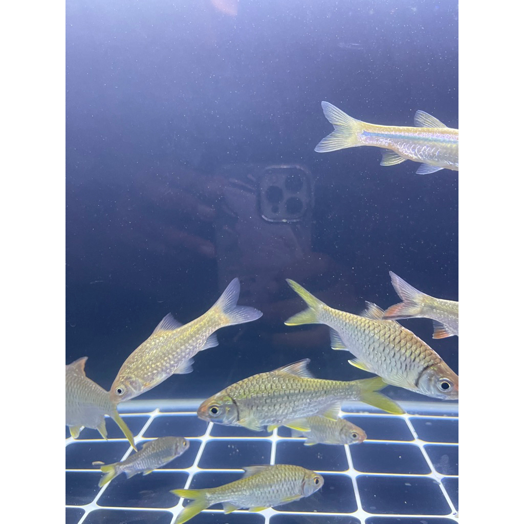 ikan wader/kepek sirip kuning Paket isi 5 ekor