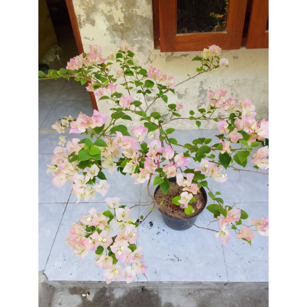 BUGENVIL BENGAWAN SOLO 2