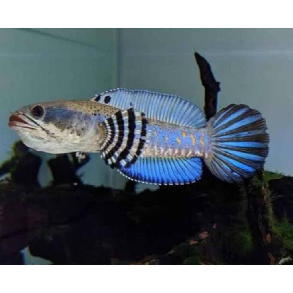 chana mangap- mangap blue pulcra 9-10cm