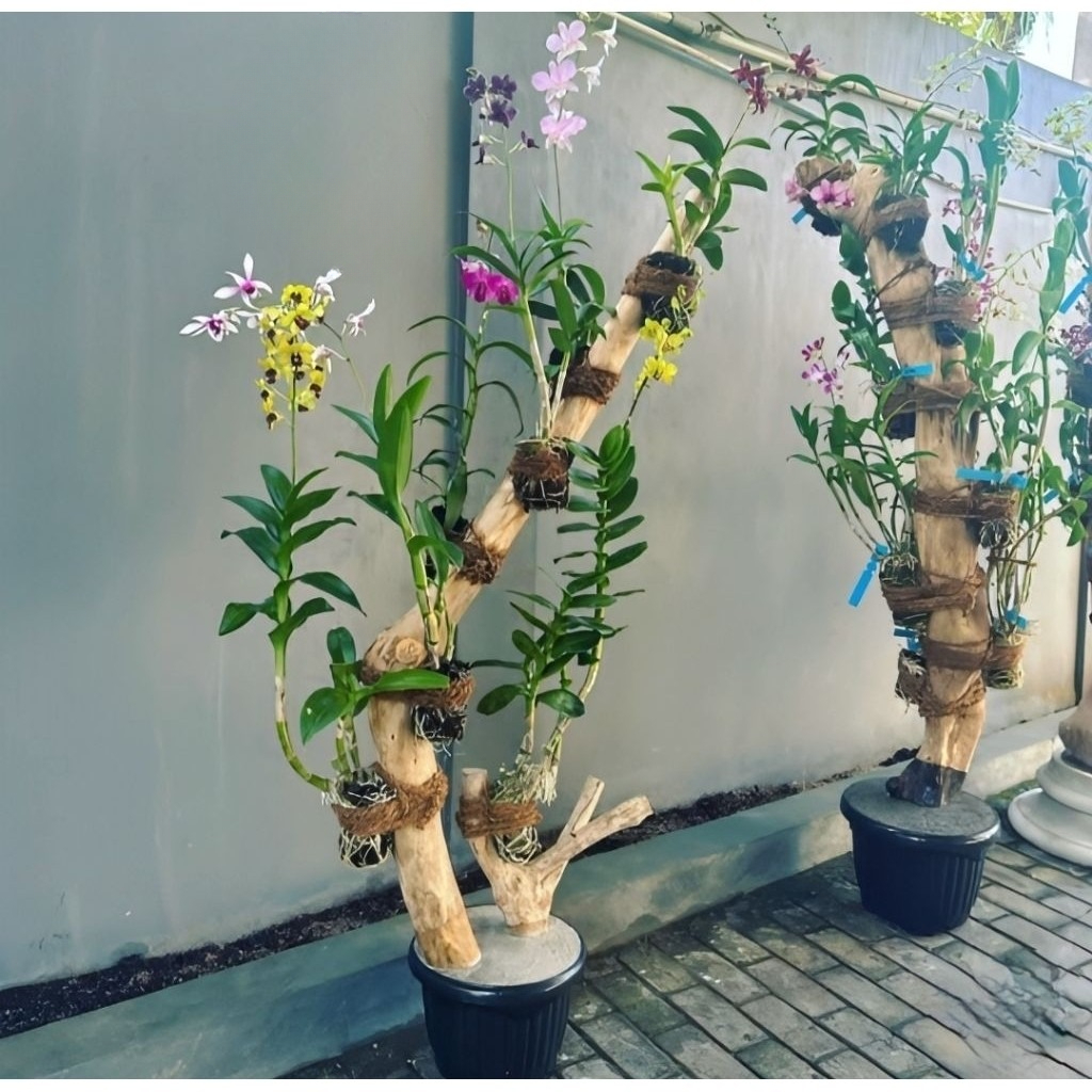 Promo Bonggol Fosil kayu kopi/jati/kalikiria tinggi 1 meter - 2 meter untuk media tempel anggrek dan