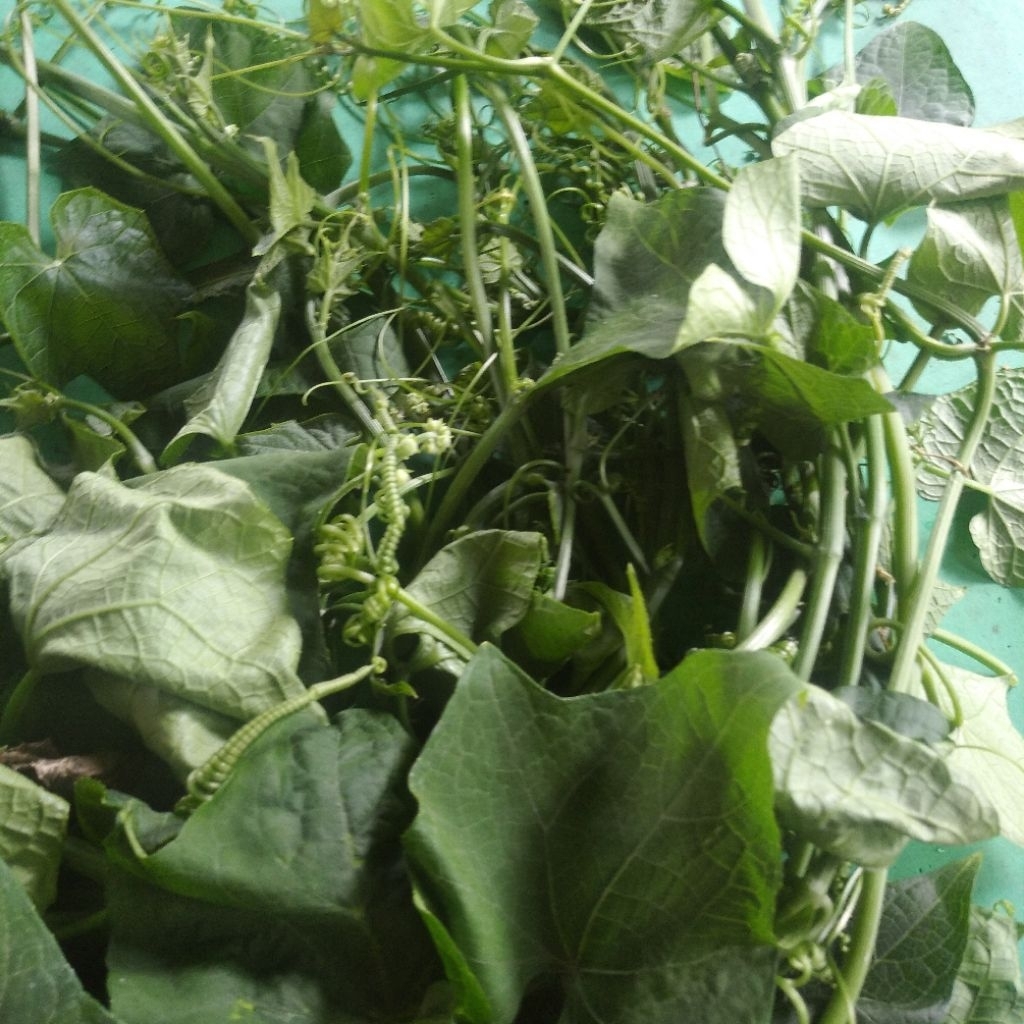 Sayur pucuk labu siam segar