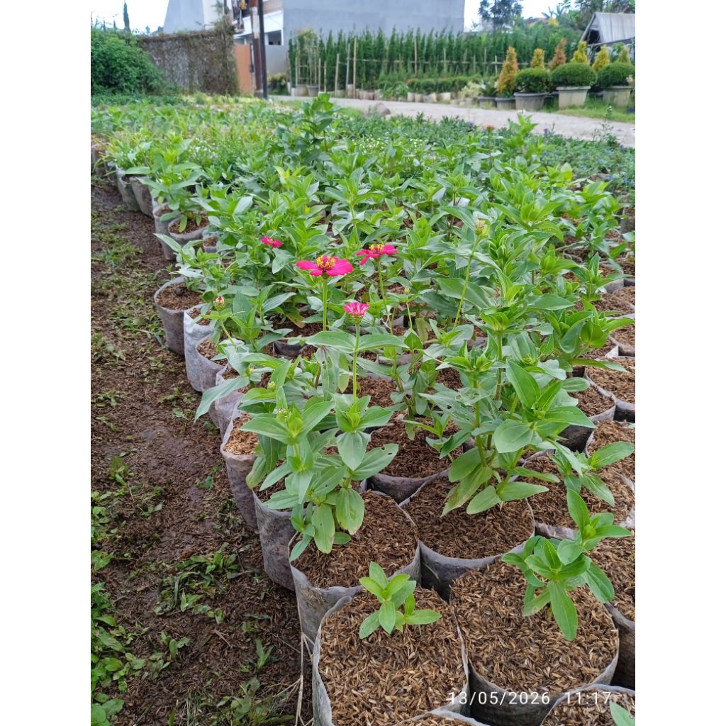 bibit tanaman bunga zinnia