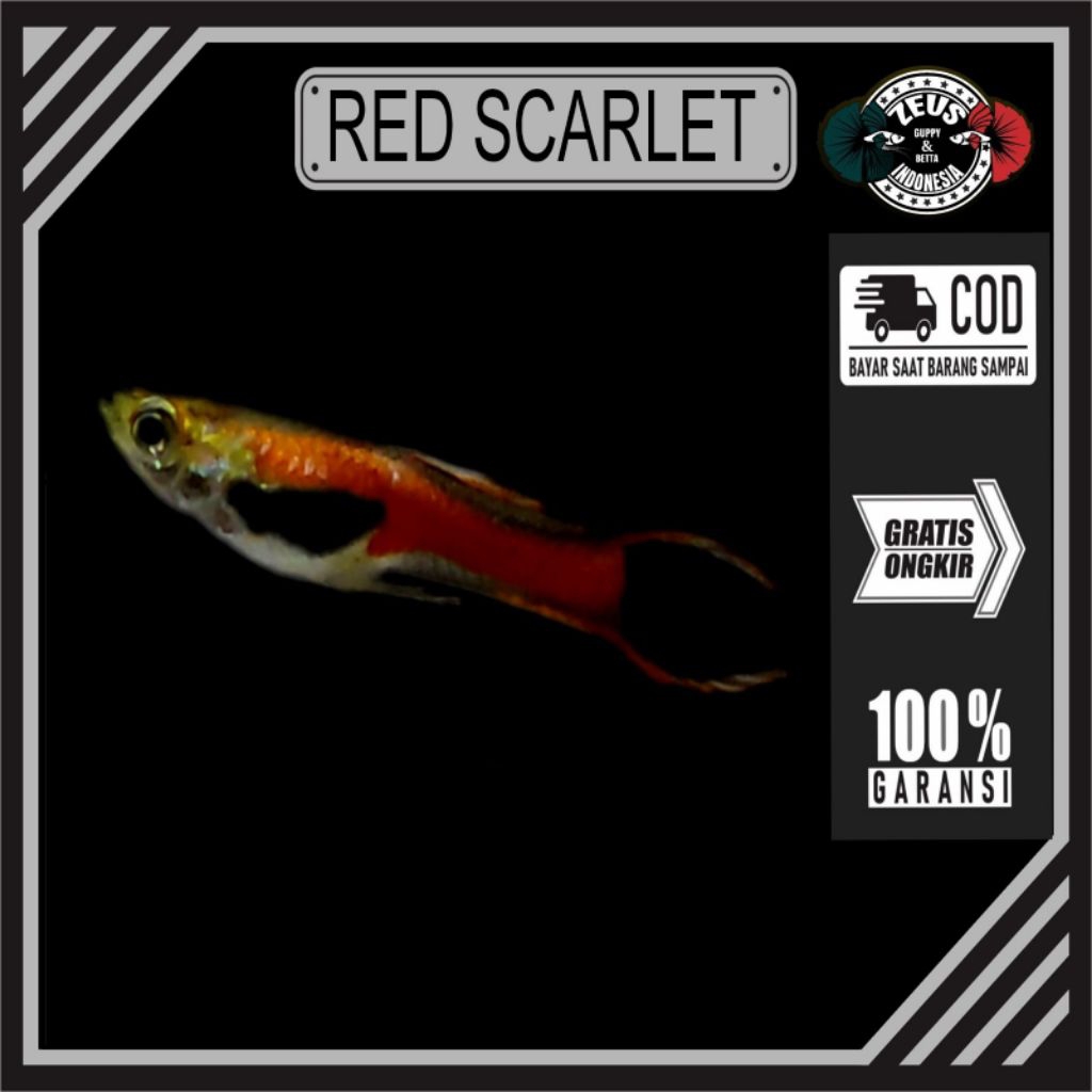 Endler Red Scarlet