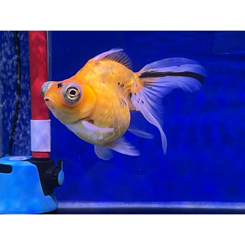 Ikan Mas Koki Mata Belo / Koki Tekim size Jumbo