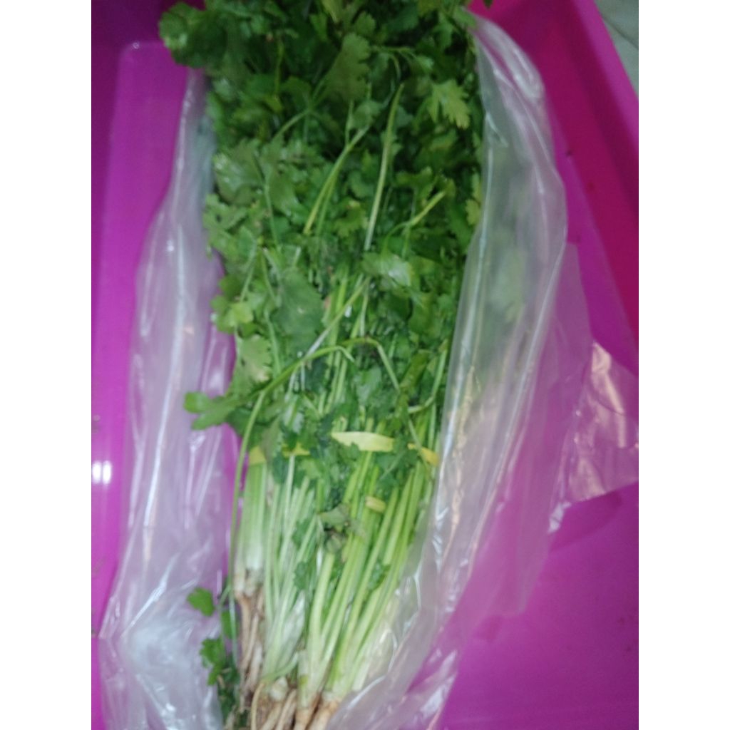 Sayur daun Ketumbar / Cilantro / Coriander segar ikat 500gram