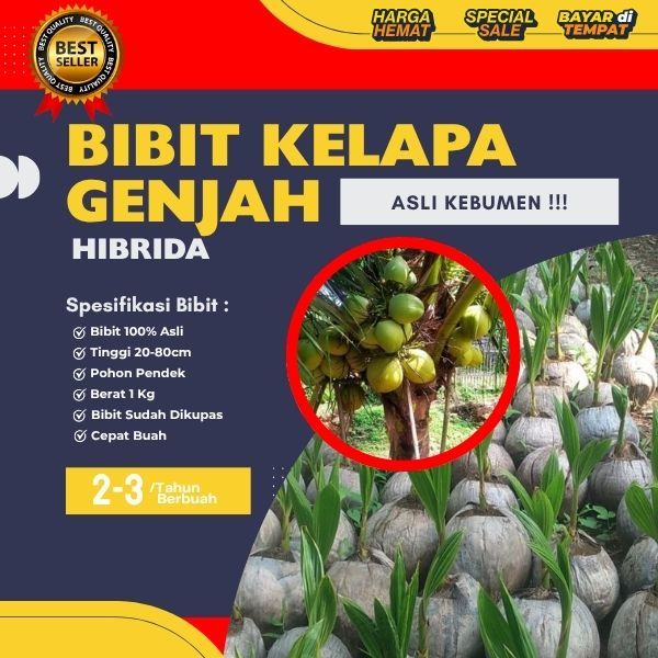 HARGA PARTAI  Pohon Kelapa Hibrida Jumbo, Pohon Kelapa Hibrida Khina, Pohon Kelapa Hibrida Pendek