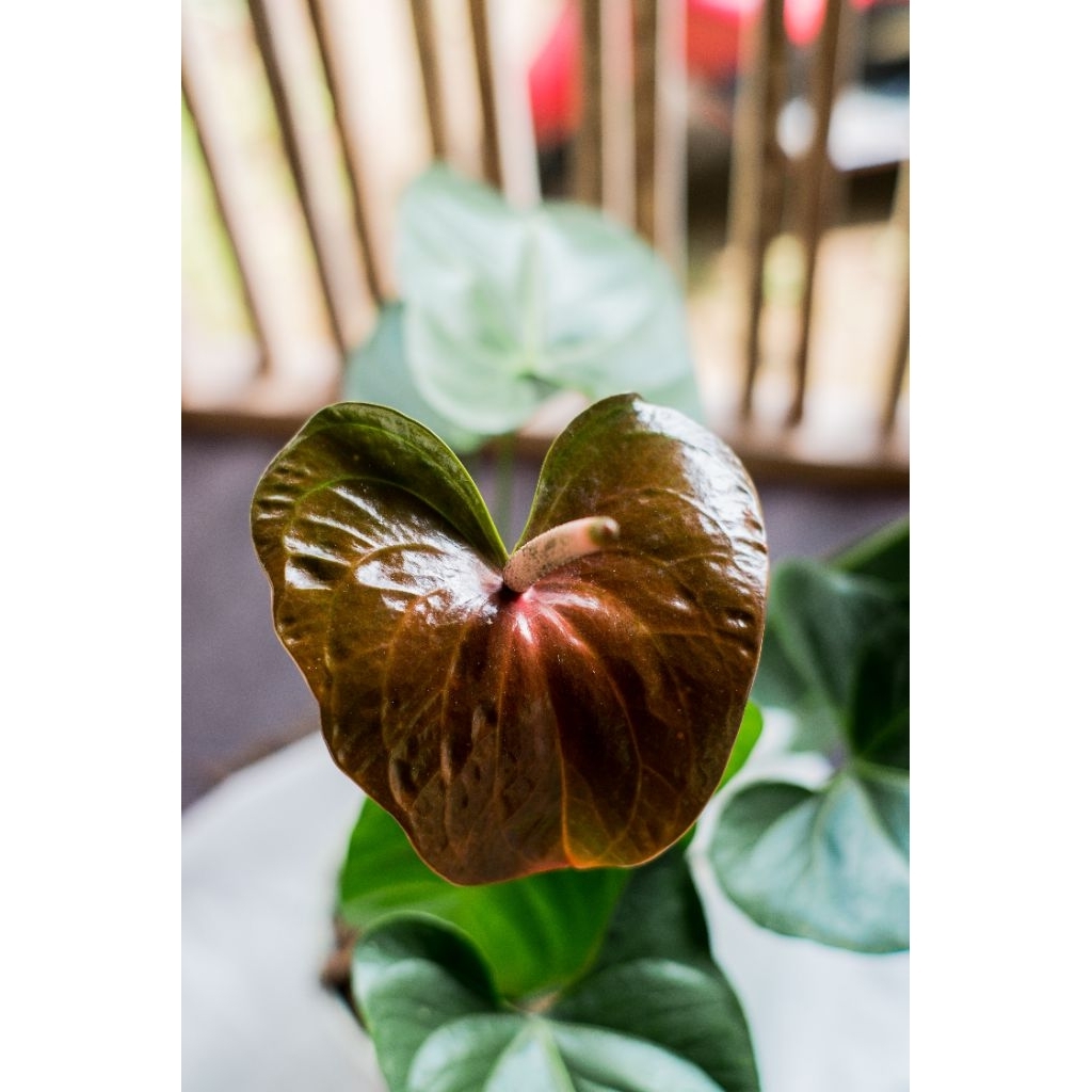 Anthurium bunga Presiden Choocolate