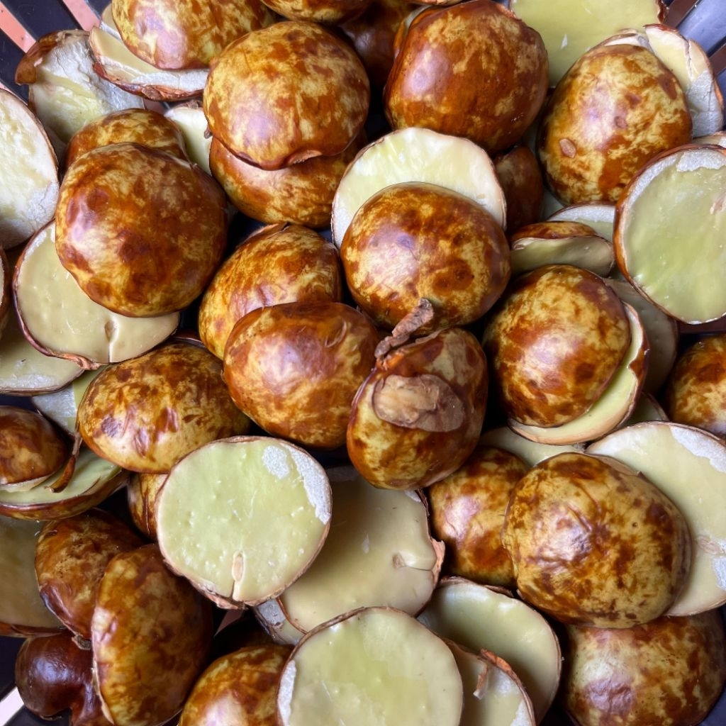 Jengkol Tua | Jengkol Mentah 1Kg