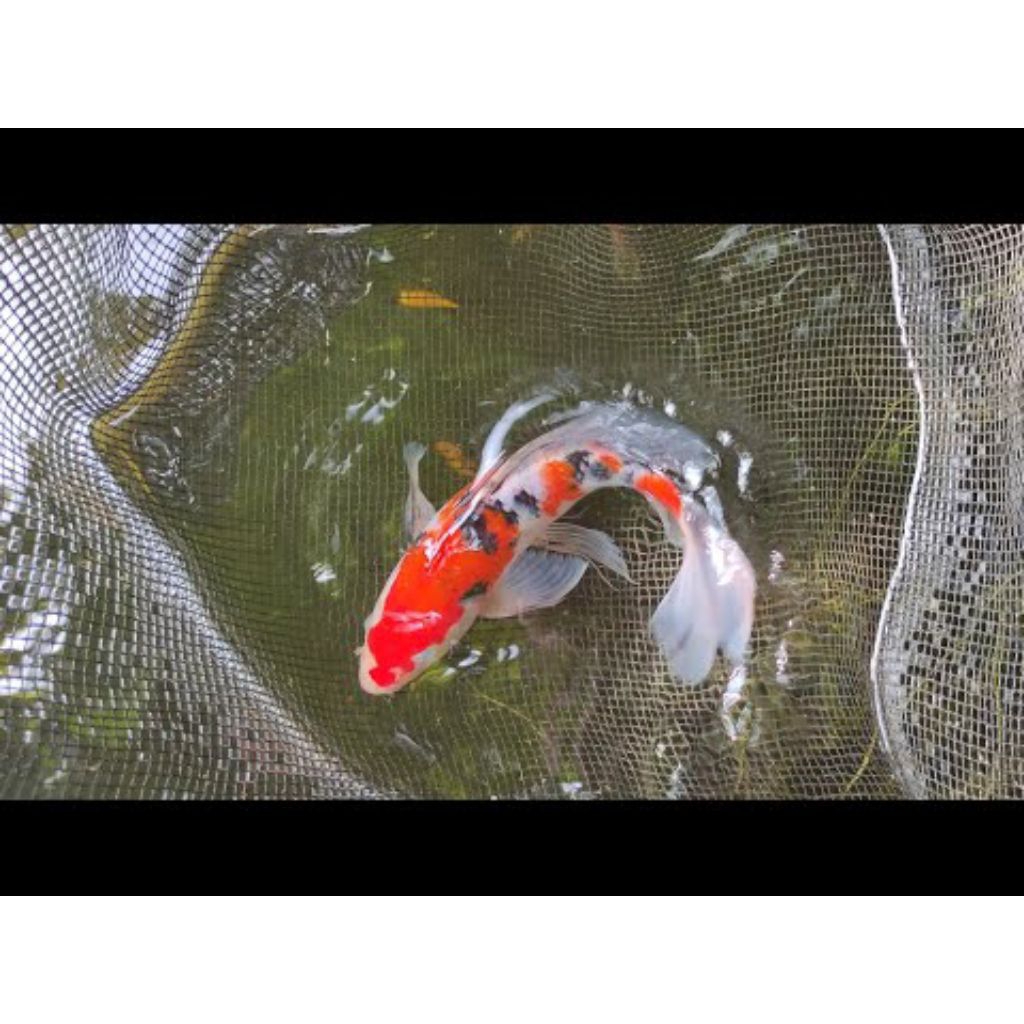 koi kohaku sanke slayer kumpay size 10-14 cm hiasan aquarium
