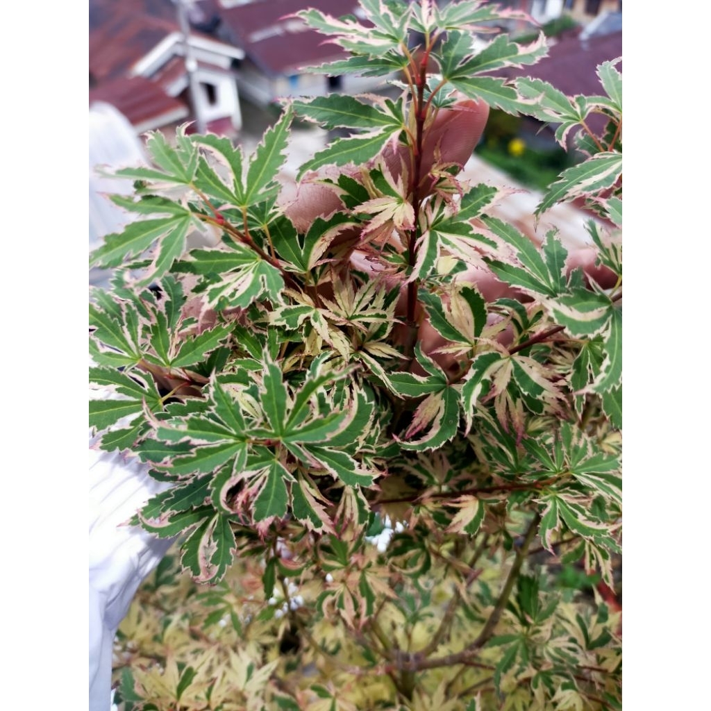 Pohon Acer Palmatum Butterfly/ Pohon Maple Berdaun Cantik/ Maple Jepang