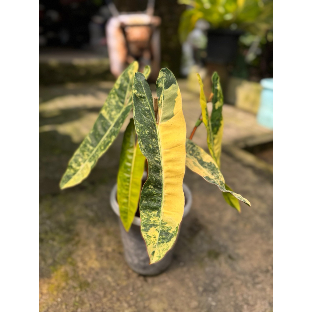 Philodendron billietiae variegata