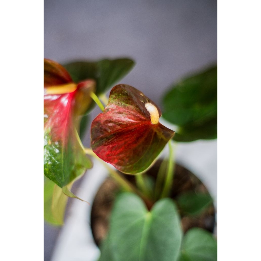 Anthurium bunga Presiden Varigata