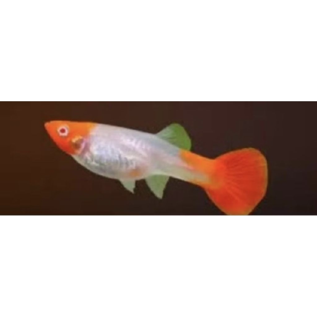 GUPPY NEMO KOI BETINA
