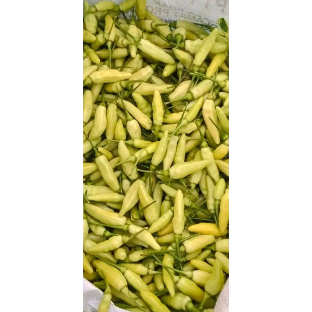 cabai rawit putih 1kg