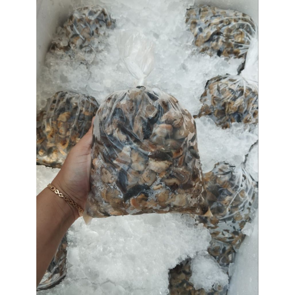 Bekicot Bersih 1kg