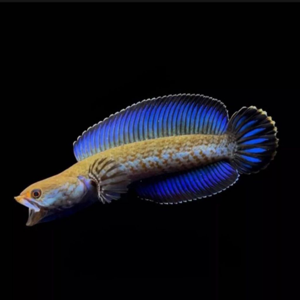 Andrao Channa Gondrong Premium/ Chana andraow panjang 10cm