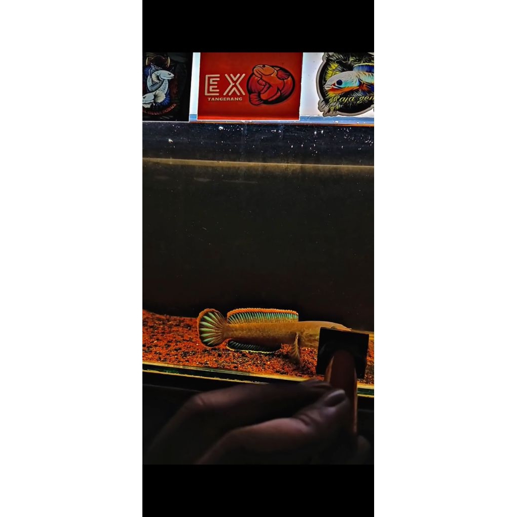 Stiker Channa Limbata Jos 10cm