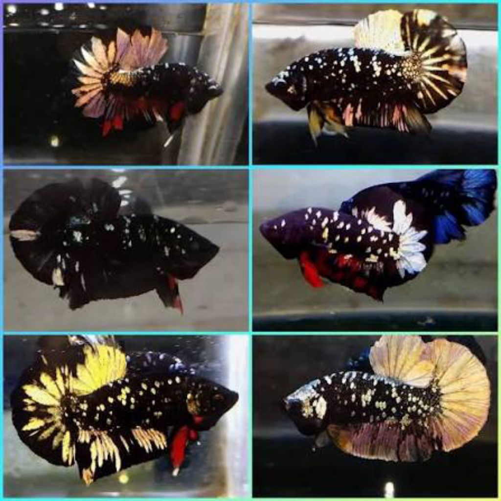 Ikan Cupang Avatar Gold Cooper Rintik - Garansi Hidup, Kualitas Terbaik, Siap Kawin