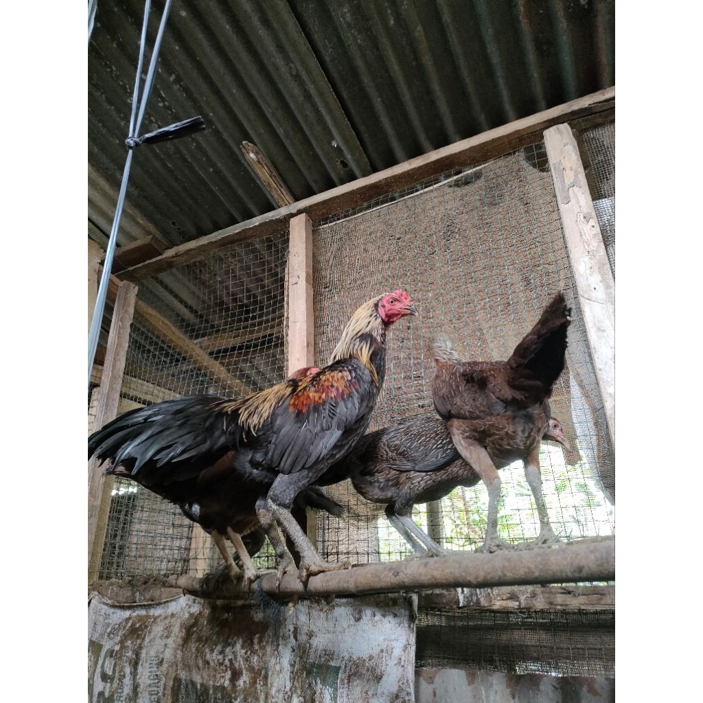 anakan pakhoy umur 3 Minggu (paket 6 ekor)