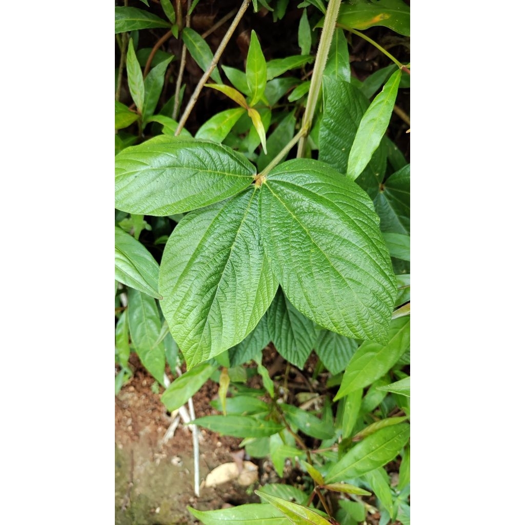 daun opo opo