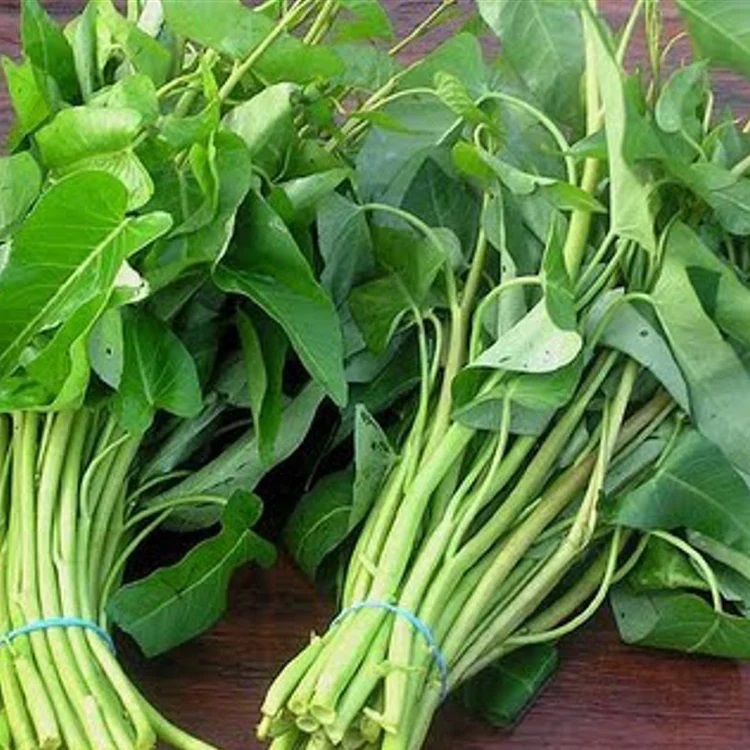 daun kangkung lombok, kangkung jumbo segar