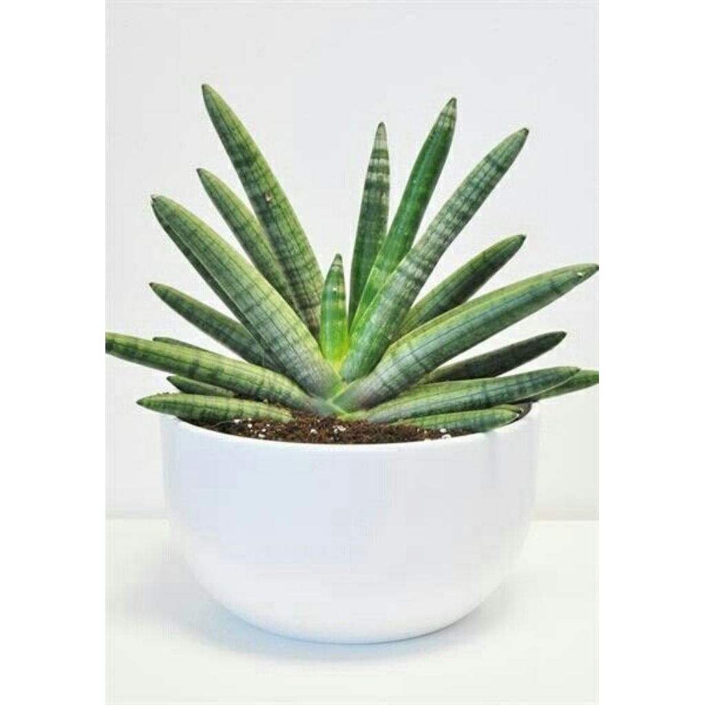 SANSEVIERIA CYLINDRICA BONCEL/LIDAH MERTUA BONCEL