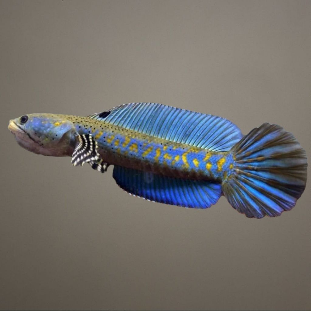 Channa Blue Pulchra size 3-5 cm Bahan Progres