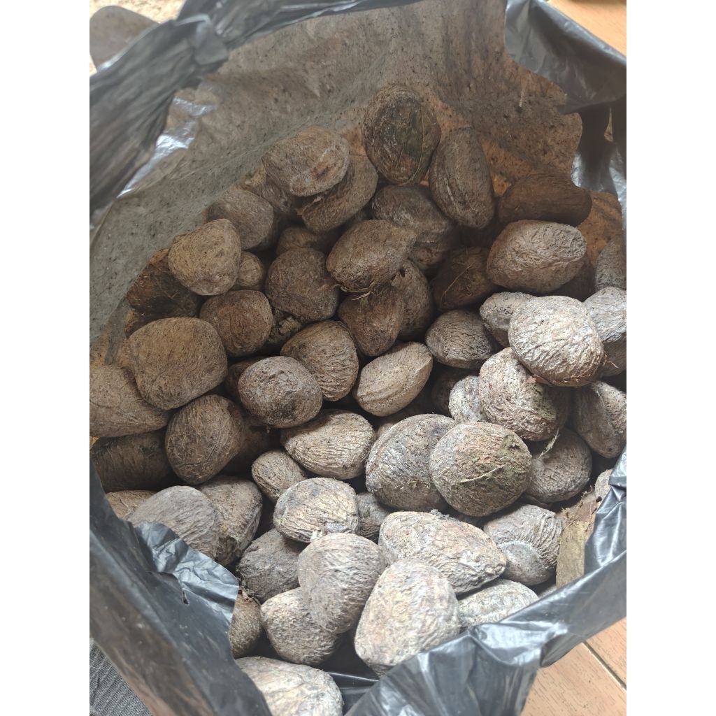 kluwek pucung bumbu rawon