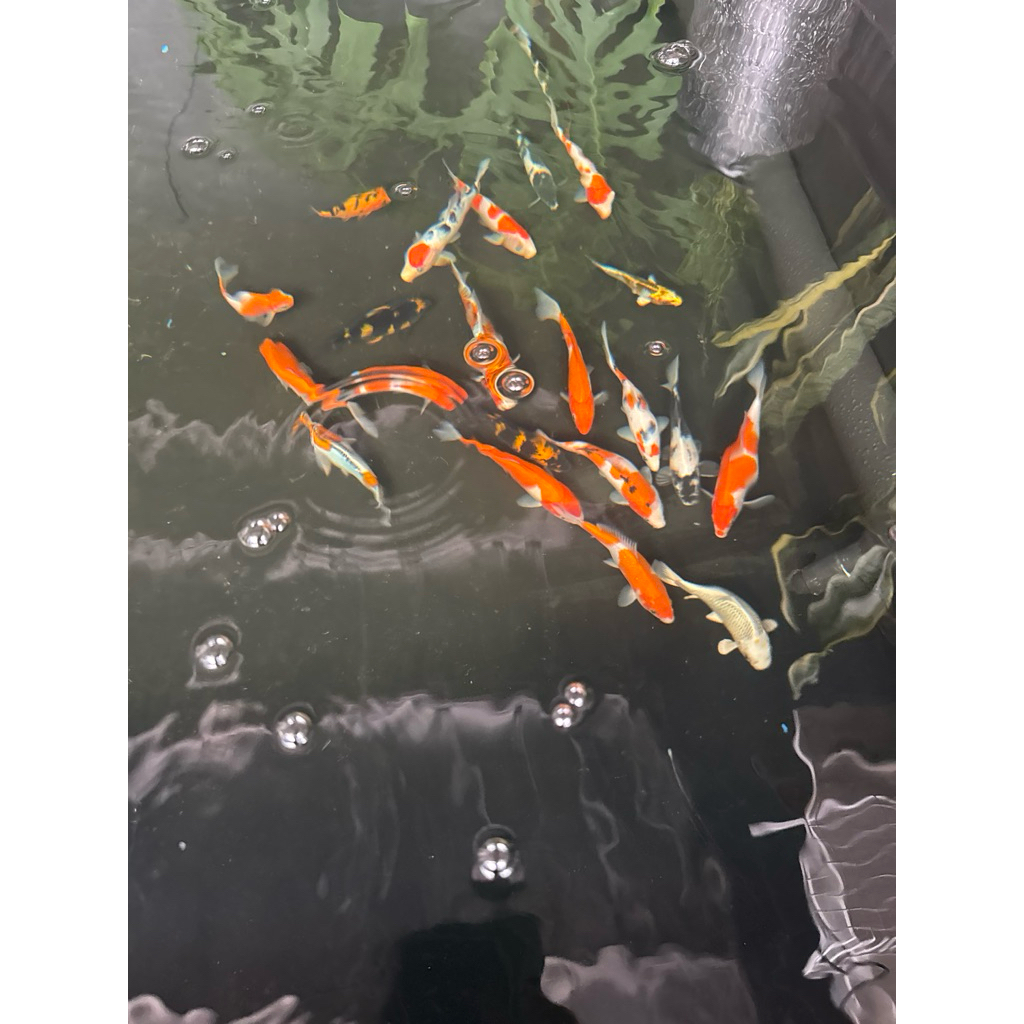 Koi Kohaku