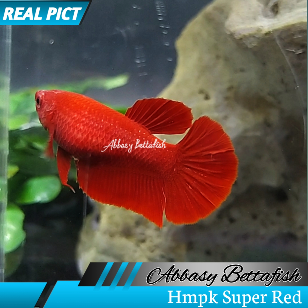 Hmpk Super Red Betina FeMale Real Picture 03