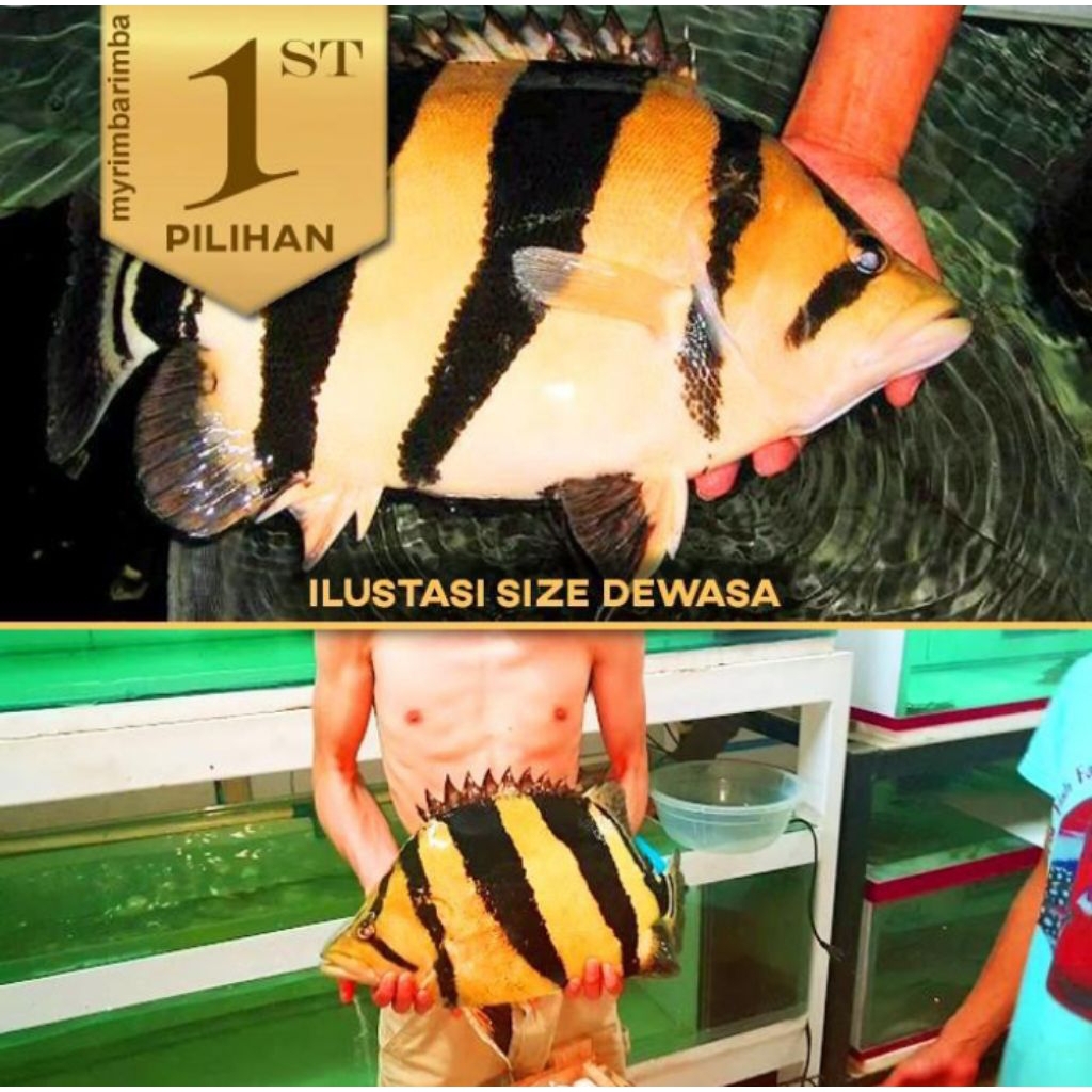 Baby Datnoid Tiger Fish Ikan Hias Datz Hiasan Aquarium Aquascape