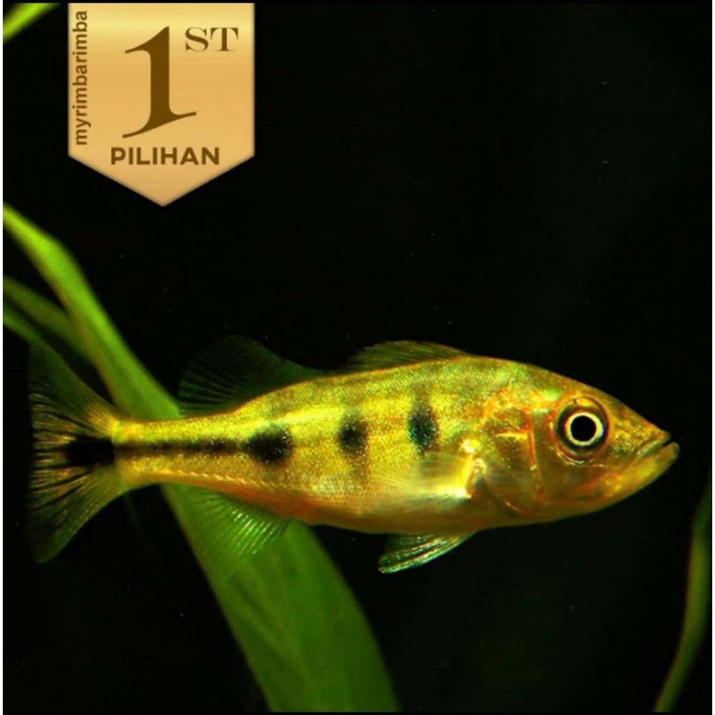 Peacock Bass Mono 6-7cm Ikan Hias Predator Hiasan Aquarium Aquascape