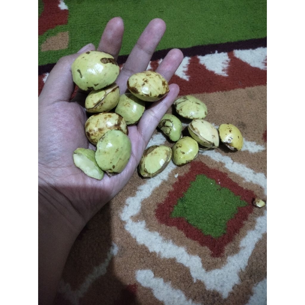 jengkol muda lalapan