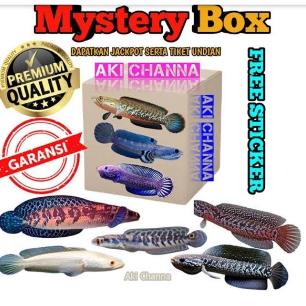 misteri box ikan channa isi 2e ikan channa anti zonk hadiah utama ranti ukuran 6-9cm