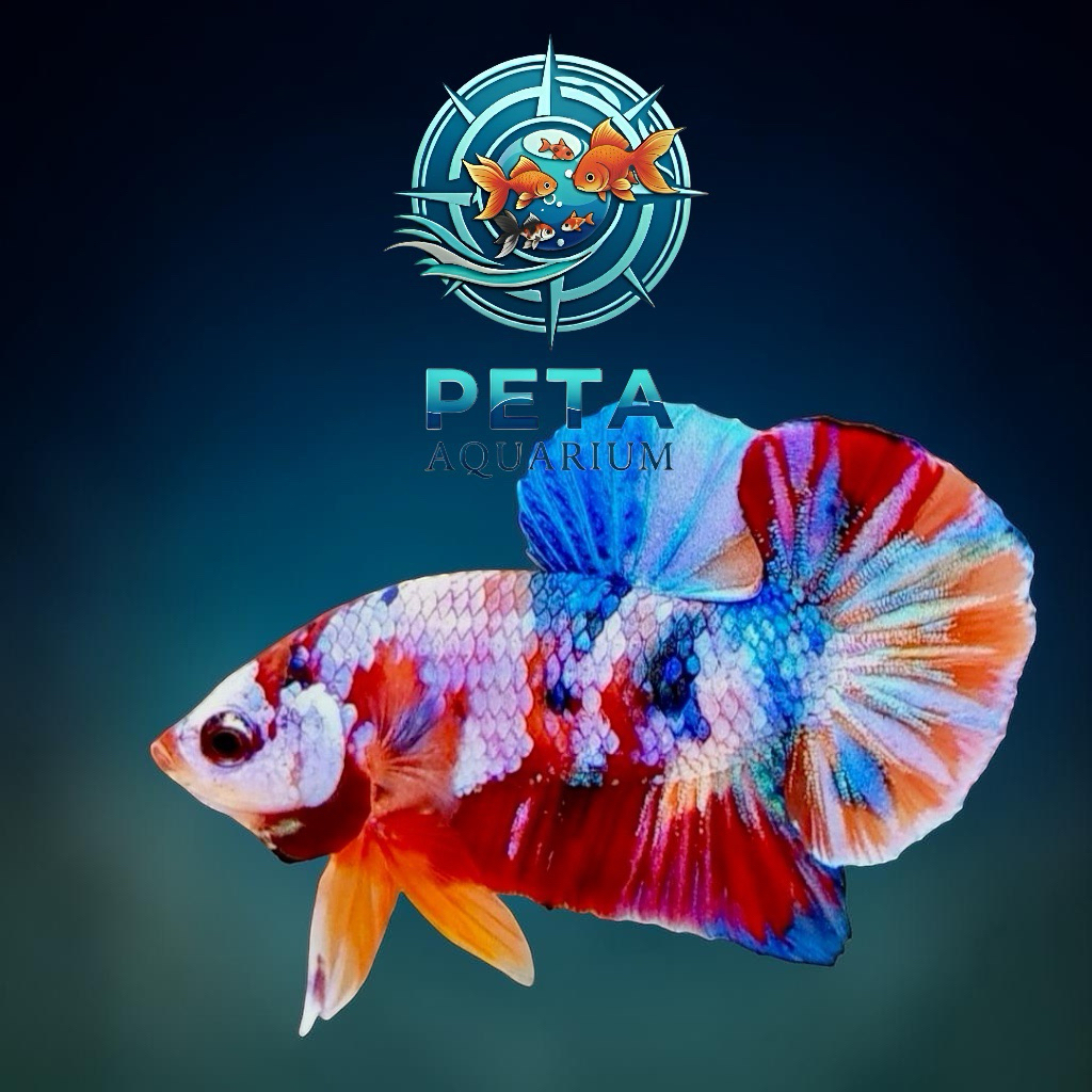 INSTANT Ikan Cupang Plakat Koi Multicolour Galaxy dengan Warna Acak