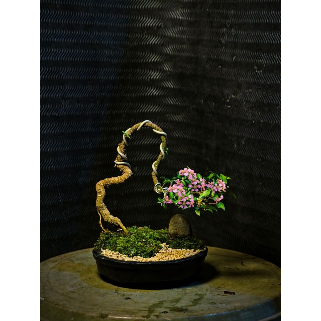 BONSAI SAKURA KOLEKSI REALPICT PENJING PANORAMA KARAKTER SIAP PAJANG BONSAI ON THE ROCK