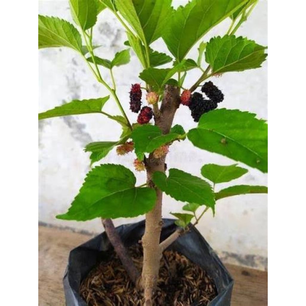 Bibit Murbei Long Mulberry Jumbo Manis - Tanaman Buah Mulberry Murbei Panjang Cepat Berbuah