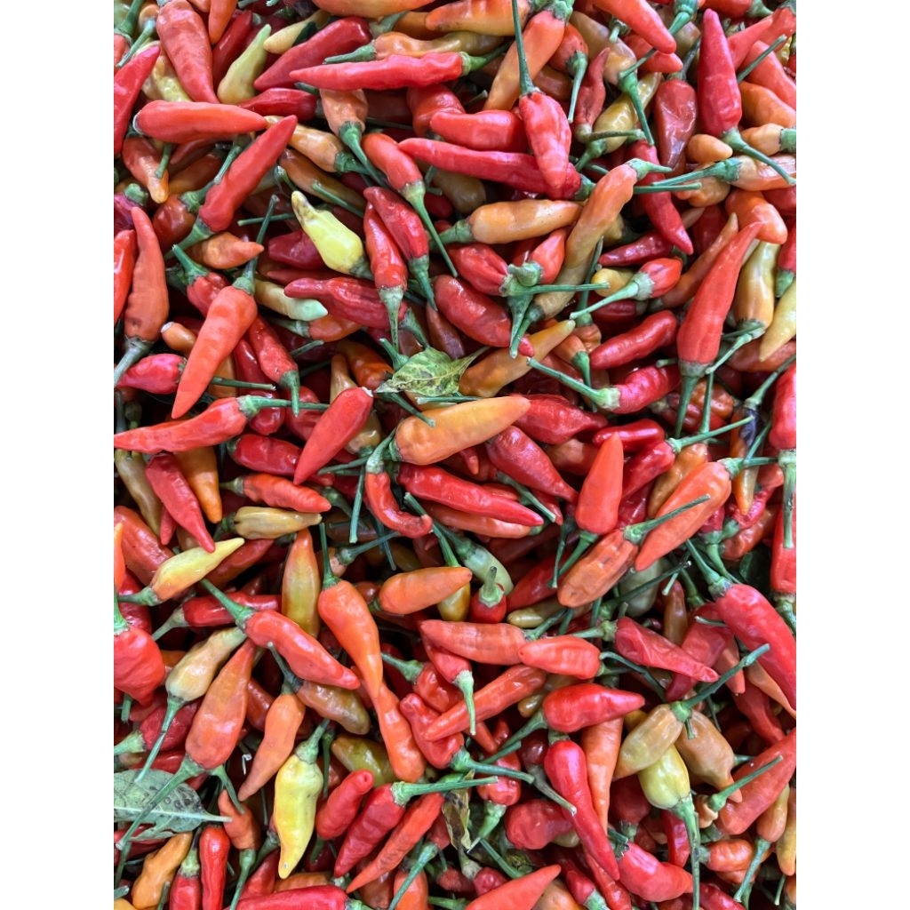 cabe rawit merah ORI 212