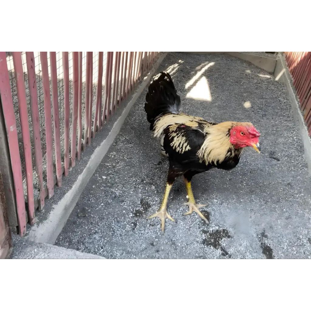 Telur ayam philipin asli AK47 untuk ditetaskan