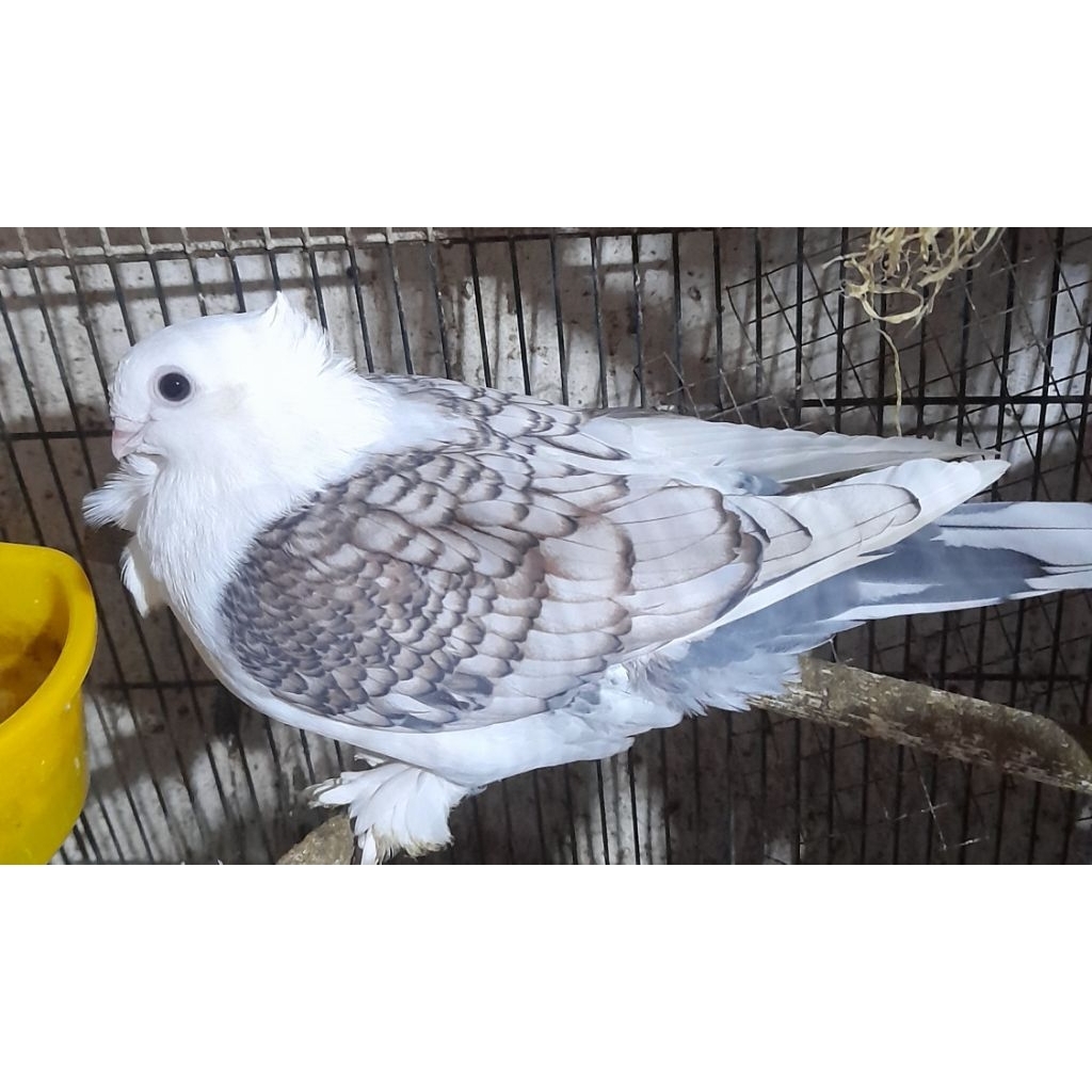 BURUNG MERPATI HIAS SANTINET REMAJA SEPASANG "burung sesuai foto dan video"