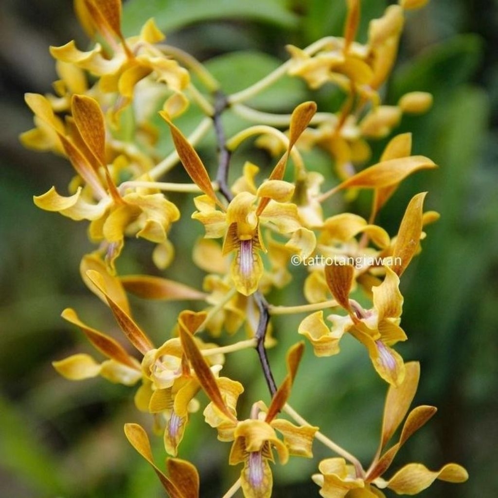 Tanaman Hias Anggrek Dendrobium Keriting - Anggrek Dendrobium Dewasa Spike Knop Siap Berbunga