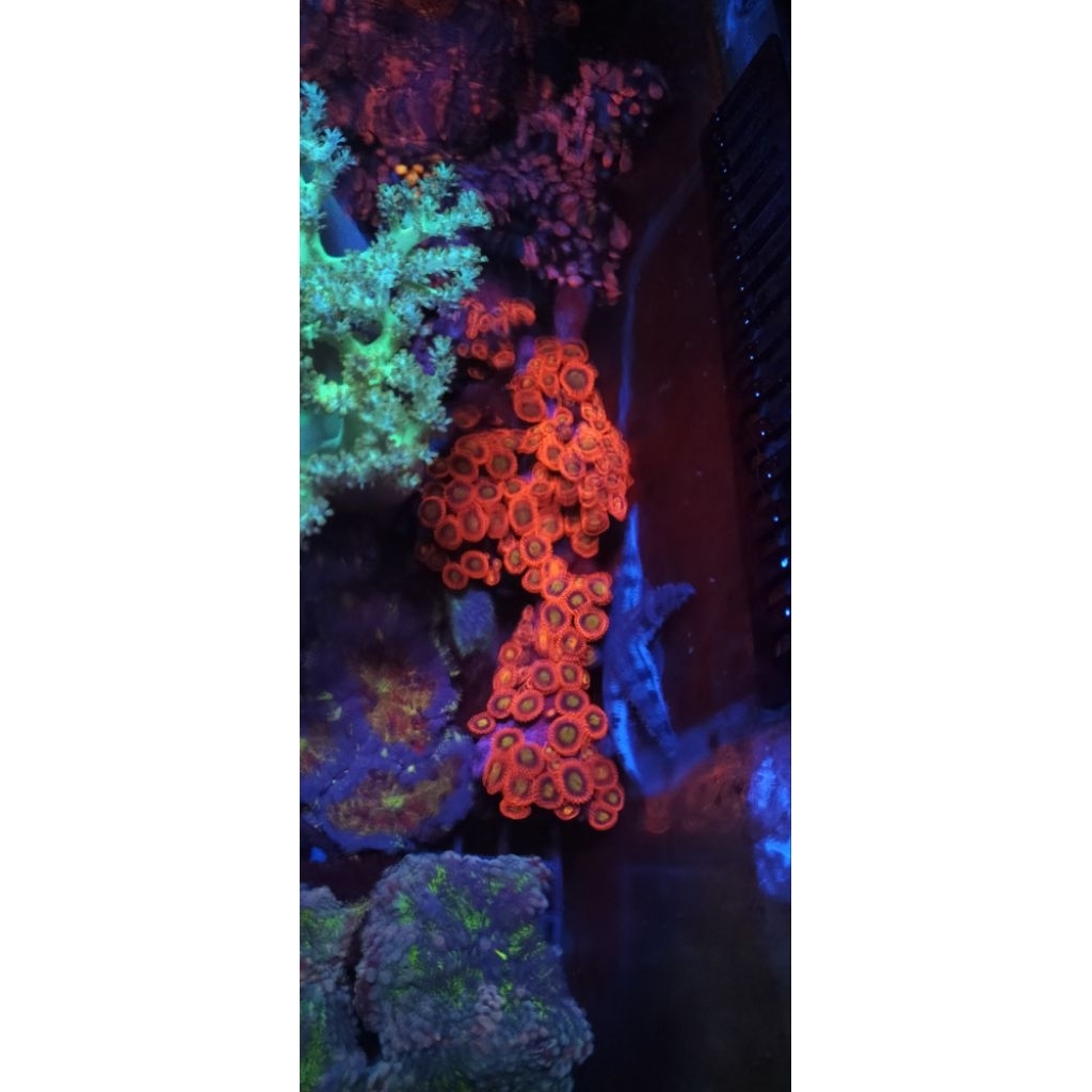 zoa red koloni