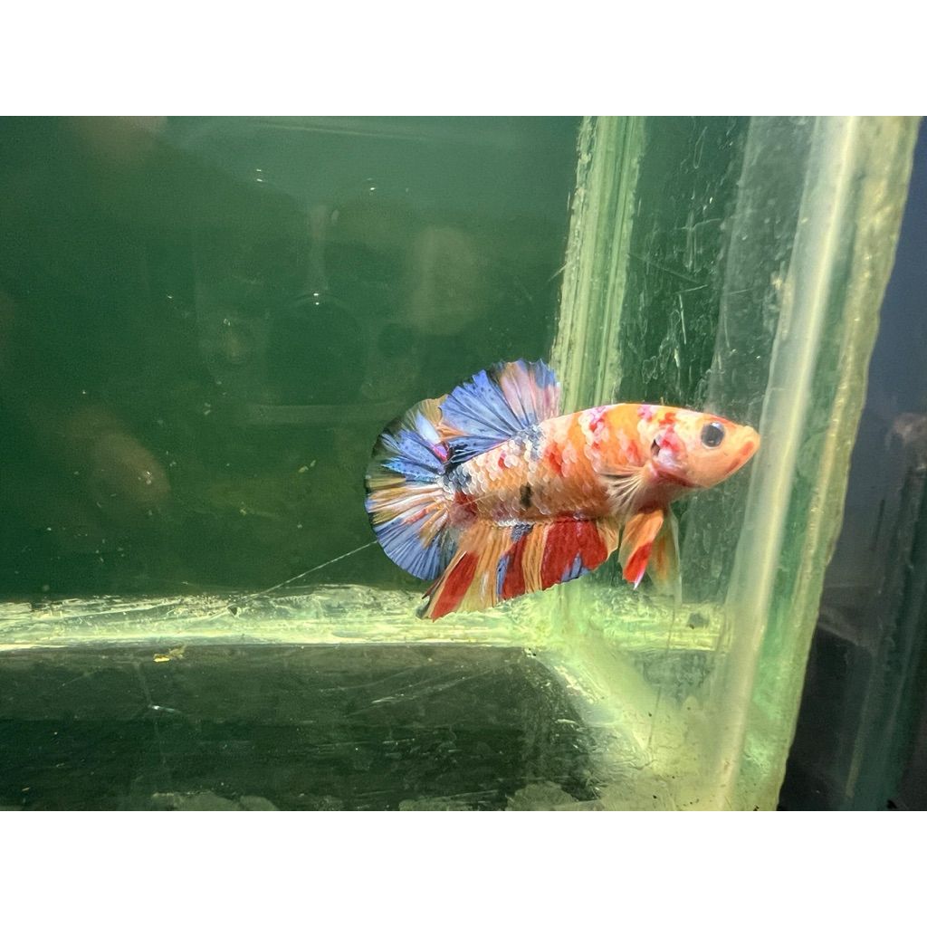 ikan cupang Betta fish plakat nemo, plakat dumbo, HMPK super black